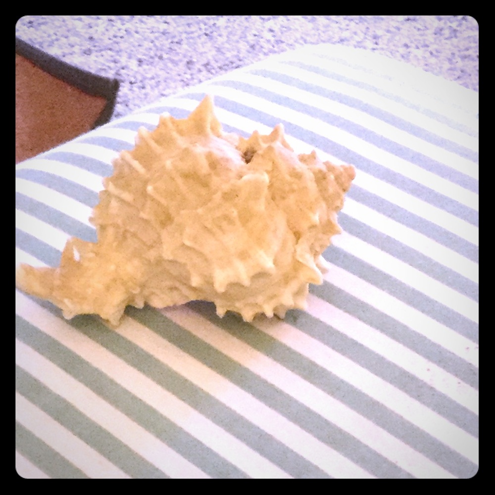 Sea shell